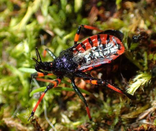 Rhynocoris annulatus